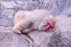 眠気,猿山の猿,猿,さる,サル,動物,どうぶつ,動物園,アニマル,猿山,モンキー,干支,申,食後,寝不足,落ち込む,落胆,animal,zoo,monkey