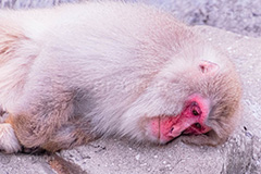 眠気,猿山の猿,猿,さる,サル,動物,どうぶつ,動物園,アニマル,猿山,モンキー,干支,申,食後,寝不足,落ち込む,落胆,animal,zoo,monkey
