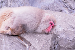 ぴえん,眠気,猿山の猿,猿,さる,サル,動物,どうぶつ,動物園,アニマル,猿山,モンキー,干支,申,食後,寝不足,落ち込む,落胆,面白い,animal,zoo,monkey