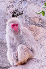 眠気,猿山の猿,猿,さる,サル,動物,どうぶつ,動物園,アニマル,猿山,モンキー,干支,申,食後,寝不足,animal,zoo,monkey