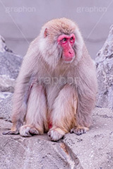 ぴえん,猿山の猿,猿,さる,サル,動物,どうぶつ,動物園,アニマル,猿山,モンキー,干支,申,食後,落ち込む,落胆,面白い,animal,zoo,monkey