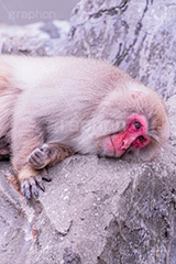 ぴえん,眠気,猿山の猿,猿,さる,サル,動物,どうぶつ,動物園,アニマル,猿山,モンキー,干支,申,食後,寝不足,落ち込む,落胆,面白い,animal,zoo,monkey
