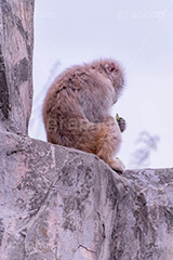 黄昏,哀愁,猿山の猿,猿,さる,サル,動物,どうぶつ,動物園,アニマル,猿山,モンキー,干支,申,animal,zoo,monkey