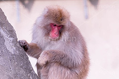 猿山の猿,猿,さる,サル,猿山,動物,どうぶつ,動物園,アニマル,モンキー,鎖,干支,申,animal,zoo,monkey