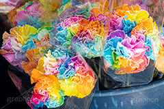 レインボーカーネーション,カーネーション,フラワー,花,お花,花屋,レインボー,虹色,カラフル,パステル,母の日,感謝,贈り物,プレゼント,flower,rainbow,colorful,pastel,フルサイズ撮影