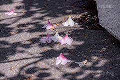 春の終わり,散る,枯れる,落ちる,ツツジ,花,お花,フラワー,はな,サツキ,シャクナゲ,ツツジ科,咲,春,花弁,花びら,ピンク,寂しい,哀愁,flower,spring,フルサイズ撮影