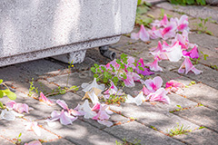 春の終わり,散る,枯れる,落ちる,ツツジ,花,お花,フラワー,はな,サツキ,シャクナゲ,ツツジ科,咲,春,花弁,花びら,ピンク,寂しい,哀愁,flower,spring,フルサイズ撮影