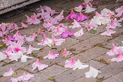 春の終わり,散る,枯れる,落ちる,ツツジ,花,お花,フラワー,はな,サツキ,シャクナゲ,ツツジ科,咲,春,花弁,花びら,ピンク,寂しい,哀愁,flower,spring,フルサイズ撮影