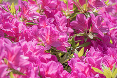 満開のツツジ,ツツジ,花,お花,フラワー,はな,サツキ,シャクナゲ,ツツジ科,咲,春,花弁,綺麗,きれい,キレイ,ピンク,満開,flower,spring,フルサイズ撮影