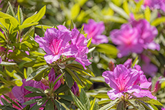満開のツツジ,ツツジ,花,お花,フラワー,はな,サツキ,シャクナゲ,ツツジ科,咲,春,花弁,綺麗,きれい,キレイ,ピンク,満開,flower,spring,フルサイズ撮影