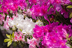 満開のツツジ,ツツジ,花,お花,フラワー,はな,サツキ,シャクナゲ,ツツジ科,咲,春,花弁,綺麗,きれい,キレイ,ピンク,満開,flower,spring,フルサイズ撮影