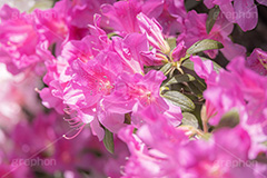 満開のツツジ,ツツジ,花,お花,フラワー,はな,サツキ,シャクナゲ,ツツジ科,咲,春,花弁,綺麗,きれい,キレイ,ピンク,満開,flower,spring,フルサイズ撮影
