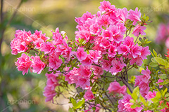 満開のツツジ,ツツジ,花,お花,フラワー,はな,サツキ,シャクナゲ,ツツジ科,咲,春,花弁,綺麗,きれい,キレイ,ピンク,満開,flower,spring,フルサイズ撮影