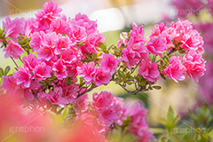 満開のツツジ,ツツジ,花,お花,フラワー,はな,サツキ,シャクナゲ,ツツジ科,咲,春,花弁,綺麗,きれい,キレイ,ピンク,満開,flower,spring,フルサイズ撮影