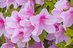 満開のツツジ,ツツジ,花,お花,フラワー,はな,サツキ,シャクナゲ,ツツジ科,咲,春,花弁,綺麗,きれい,キレイ,ピンク,満開,flower,spring,フルサイズ撮影