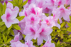 満開のツツジ,ツツジ,花,お花,フラワー,はな,サツキ,シャクナゲ,ツツジ科,咲,春,花弁,綺麗,きれい,キレイ,ピンク,満開,flower,spring,フルサイズ撮影