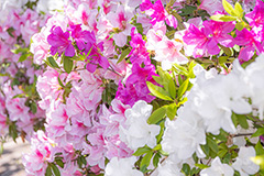 満開のツツジ,ツツジ,花,お花,フラワー,はな,サツキ,シャクナゲ,ツツジ科,咲,春,花弁,綺麗,きれい,キレイ,ピンク,満開,flower,spring,フルサイズ撮影