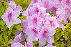 満開のツツジ,ツツジ,花,お花,フラワー,はな,サツキ,シャクナゲ,ツツジ科,咲,春,花弁,綺麗,きれい,キレイ,ピンク,満開,flower,spring,フルサイズ撮影