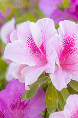 満開のツツジ,ツツジ,花,お花,フラワー,はな,サツキ,シャクナゲ,ツツジ科,咲,春,花弁,綺麗,きれい,キレイ,ピンク,満開,flower,spring,フルサイズ撮影