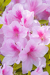 満開のツツジ,ツツジ,花,お花,フラワー,はな,サツキ,シャクナゲ,ツツジ科,咲,春,花弁,綺麗,きれい,キレイ,ピンク,満開,flower,spring,フルサイズ撮影
