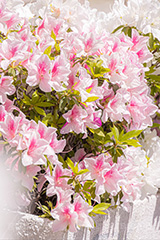 満開のツツジ,ツツジ,花,お花,フラワー,はな,サツキ,シャクナゲ,ツツジ科,咲,春,花弁,綺麗,きれい,キレイ,ピンク,満開,flower,spring,フルサイズ撮影