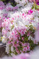 満開のツツジ,ツツジ,花,お花,フラワー,はな,サツキ,シャクナゲ,ツツジ科,咲,春,花弁,綺麗,きれい,キレイ,ピンク,満開,flower,spring,フルサイズ撮影