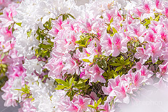 満開のツツジ,ツツジ,花,お花,フラワー,はな,サツキ,シャクナゲ,ツツジ科,咲,春,花弁,綺麗,きれい,キレイ,ピンク,満開,flower,spring,フルサイズ撮影