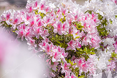 満開のツツジ,ツツジ,花,お花,フラワー,はな,サツキ,シャクナゲ,ツツジ科,咲,春,花弁,綺麗,きれい,キレイ,ピンク,満開,flower,spring,フルサイズ撮影