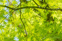 新緑の楓,楓,かえで,カエデ,新緑,草木,自然,青々,緑,葉,公園,初夏,立秋,park,natural,leaf,フルサイズ撮影