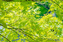 新緑の楓,楓,かえで,カエデ,新緑,草木,自然,青々,緑,葉,公園,初夏,立秋,park,natural,leaf,フルサイズ撮影