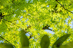 新緑の楓,楓,かえで,カエデ,新緑,草木,自然,青々,緑,葉,公園,初夏,立秋,park,natural,leaf,フルサイズ撮影