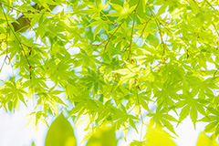 新緑の楓,楓,かえで,カエデ,新緑,草木,自然,青々,緑,葉,公園,初夏,立秋,park,natural,leaf,フルサイズ撮影