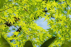 新緑の楓,楓,かえで,カエデ,新緑,草木,自然,青々,緑,葉,公園,初夏,立秋,park,natural,leaf,フルサイズ撮影