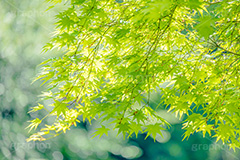 新緑の楓,楓,かえで,カエデ,新緑,草木,自然,青々,緑,葉,公園,初夏,立秋,park,natural,leaf,フルサイズ撮影