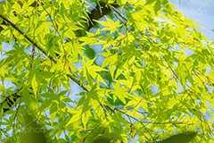 新緑の楓,楓,かえで,カエデ,新緑,草木,自然,青々,緑,葉,公園,初夏,立秋,park,natural,leaf,フルサイズ撮影