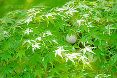 新緑の楓,楓,かえで,カエデ,新緑,草木,自然,青々,緑,葉,公園,初夏,立秋,park,natural,leaf,フルサイズ撮影