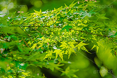 新緑の楓,楓,かえで,カエデ,新緑,草木,自然,青々,緑,葉,公園,初夏,立秋,park,natural,leaf,フルサイズ撮影