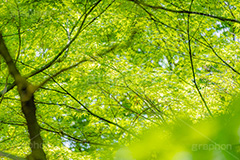 新緑の楓,楓,かえで,カエデ,新緑,草木,自然,青々,緑,葉,公園,初夏,立秋,park,natural,leaf,フルサイズ撮影