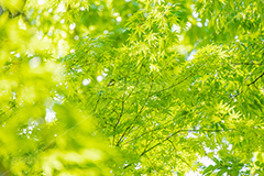 新緑の楓,楓,かえで,カエデ,新緑,草木,自然,青々,緑,葉,公園,初夏,立秋,park,natural,leaf,フルサイズ撮影