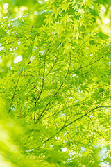 新緑の楓,楓,かえで,カエデ,新緑,草木,自然,青々,緑,葉,公園,初夏,立秋,park,natural,leaf,フルサイズ撮影