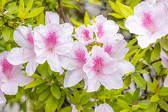 ツツジ,花,お花,フラワー,はな,サツキ,シャクナゲ,ツツジ科,咲,春,花弁,綺麗,きれい,キレイ,ピンク,flower,spring,フルサイズ撮影