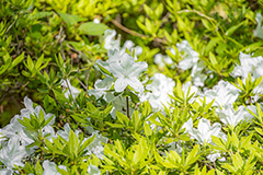 ツツジ,花,お花,フラワー,はな,サツキ,シャクナゲ,ツツジ科,咲,春,花弁,綺麗,きれい,キレイ,ピンク,flower,spring,フルサイズ撮影