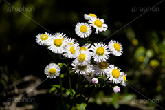 ヒメジョオン,白い,ホワイト,花,お花,フラワー,はな,キク科,越年草,咲,春,花弁,綺麗,きれい,キレイ,ハルジオン,white,flower,spring,フルサイズ撮影