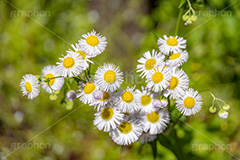 ヒメジョオン,白い,ホワイト,花,お花,フラワー,はな,キク科,越年草,咲,春,花弁,綺麗,きれい,キレイ,ハルジオン,white,flower,spring,フルサイズ撮影