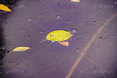 水たまりに落葉,雨上がり,雨,地面,ぬかるみ,泥濘,どろ,泥,ドロ,濡れ,濁,落ち葉,自然,土,反射,リフレクション,水たまり,枯葉,水溜り,小川,梅雨,rain,reflection,leaf,フルサイズ撮影