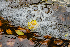 流されるタンポポ,タンポポ,たんぽぽ,花,お花,枯れ,フラワー,野花,雑草,春,キク科,多年草,フヂナ,タナ,春の終わり,小川,流れ,泡,flower,spring,フルサイズ撮影