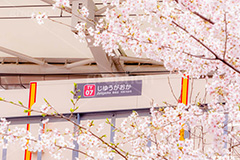 春の自由が丘駅,春,桜,サクラ,さくら,自由が丘駅,自由が丘,駅,東急電鉄,東京,目黒区,駅舎,東横線,駅名,看板,標示,japan,tokyo