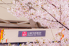 春の自由が丘駅,春,桜,サクラ,さくら,自由が丘駅,自由が丘,駅,東急電鉄,東京,目黒区,駅舎,東横線,駅名,看板,標示,japan,tokyo