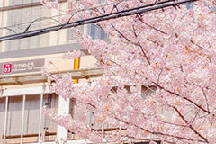春の中目黒駅,春,桜,サクラ,さくら,中目黒駅,中目黒,駅,東急電鉄,東京,目黒区,駅舎,東横線,駅名,看板,標示,japan,tokyo