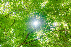 新緑の楓,楓,かえで,カエデ,新緑,草木,自然,青々,緑,葉,公園,初夏,立秋,青空,park,natural,leaf